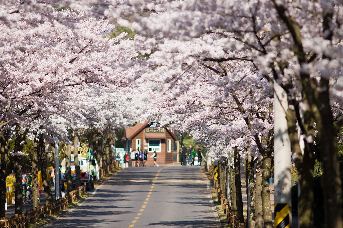 Южные сакуры. Корея черри блоссом. Цветение Сакуры в Южной Корее. Сеул Южная Корея природа. Южная Корея Сеул улицы Сакура.