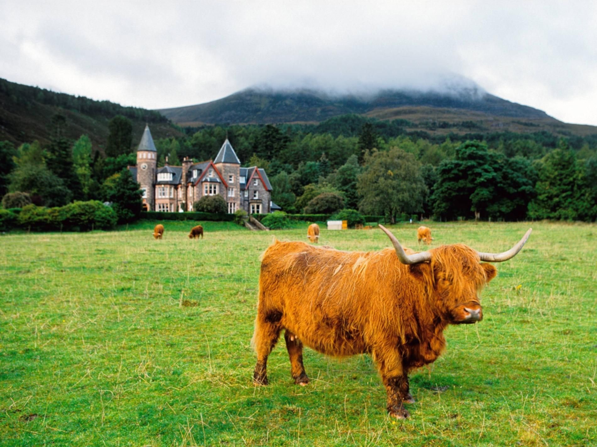 Scotland animal. Хайленд Шотландия. Торридон Шотландия. Фауна Ирландии.