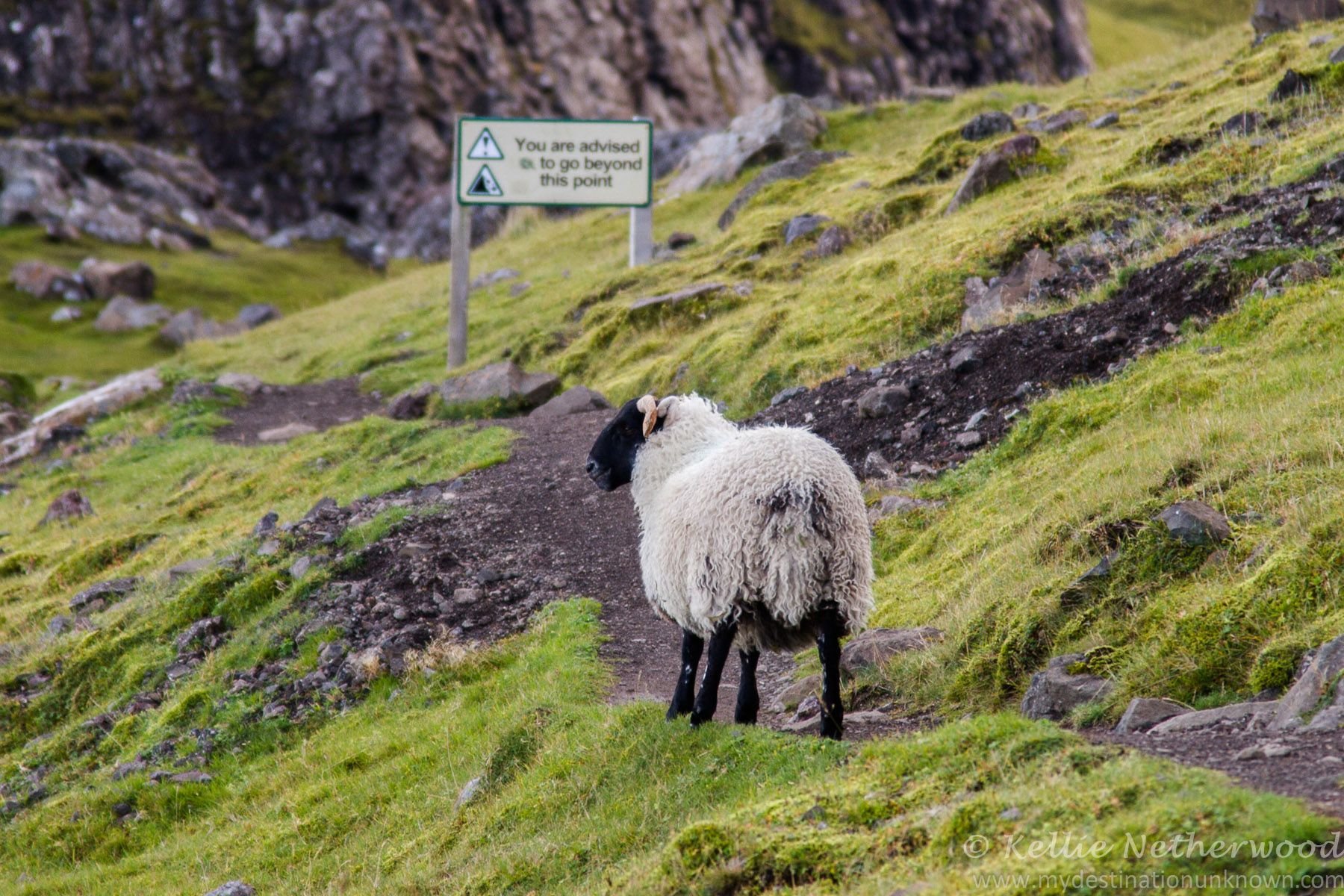 Scotland animal. Животные Шотландии. Остров Скай Шотландия. Овцы в Шотландии. Фолклендские острова животные и растения.
