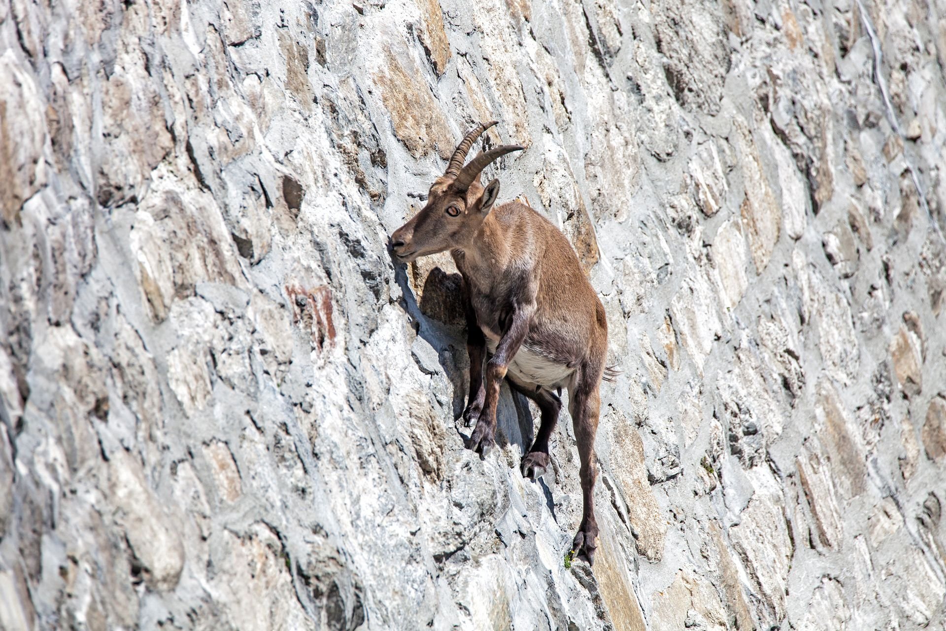 Дикие козы рассыпавшись по откосу. Горный козел в горах отвесных. Альпийский горный козел Ибекс. Альпийские Ибексы коза. Горные козы на отвесных скалах.