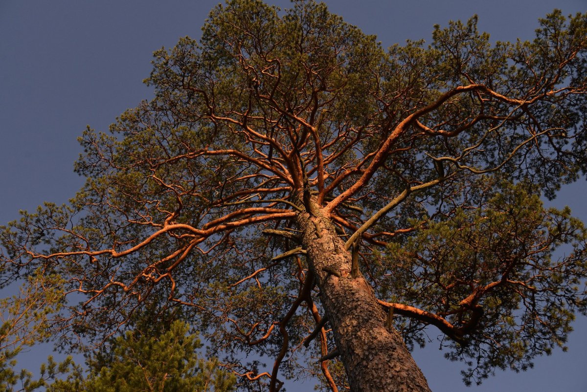 Карельская сосна дерево