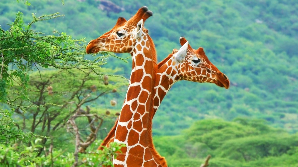Жирафы в природе