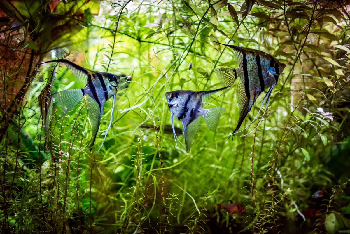 Аквариумные рыбки в дикой природе