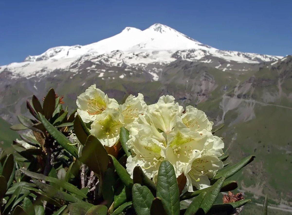 Растительный мир северного кавказа