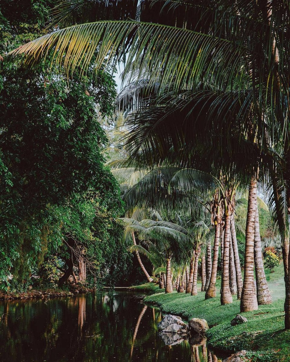 Маврикий джунгли
