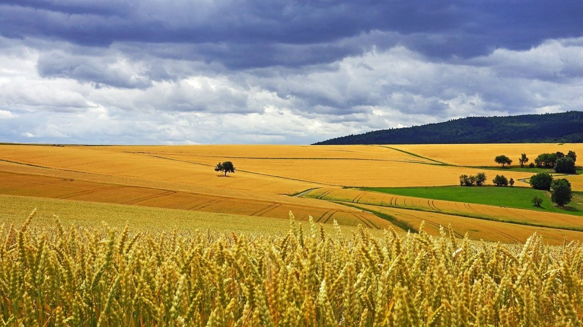 Пшеничные поля кубани