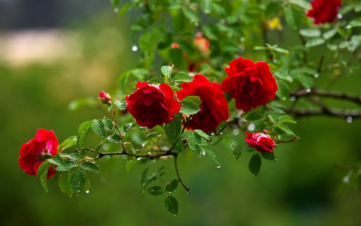 Розы в природе