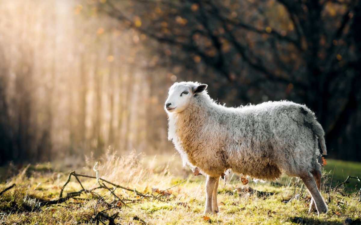 Дикие овцы в природе