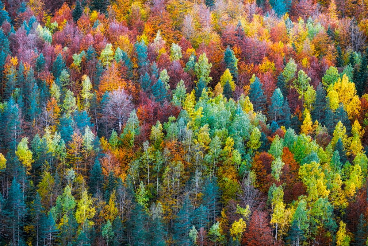 Разноцветные деревья осенью