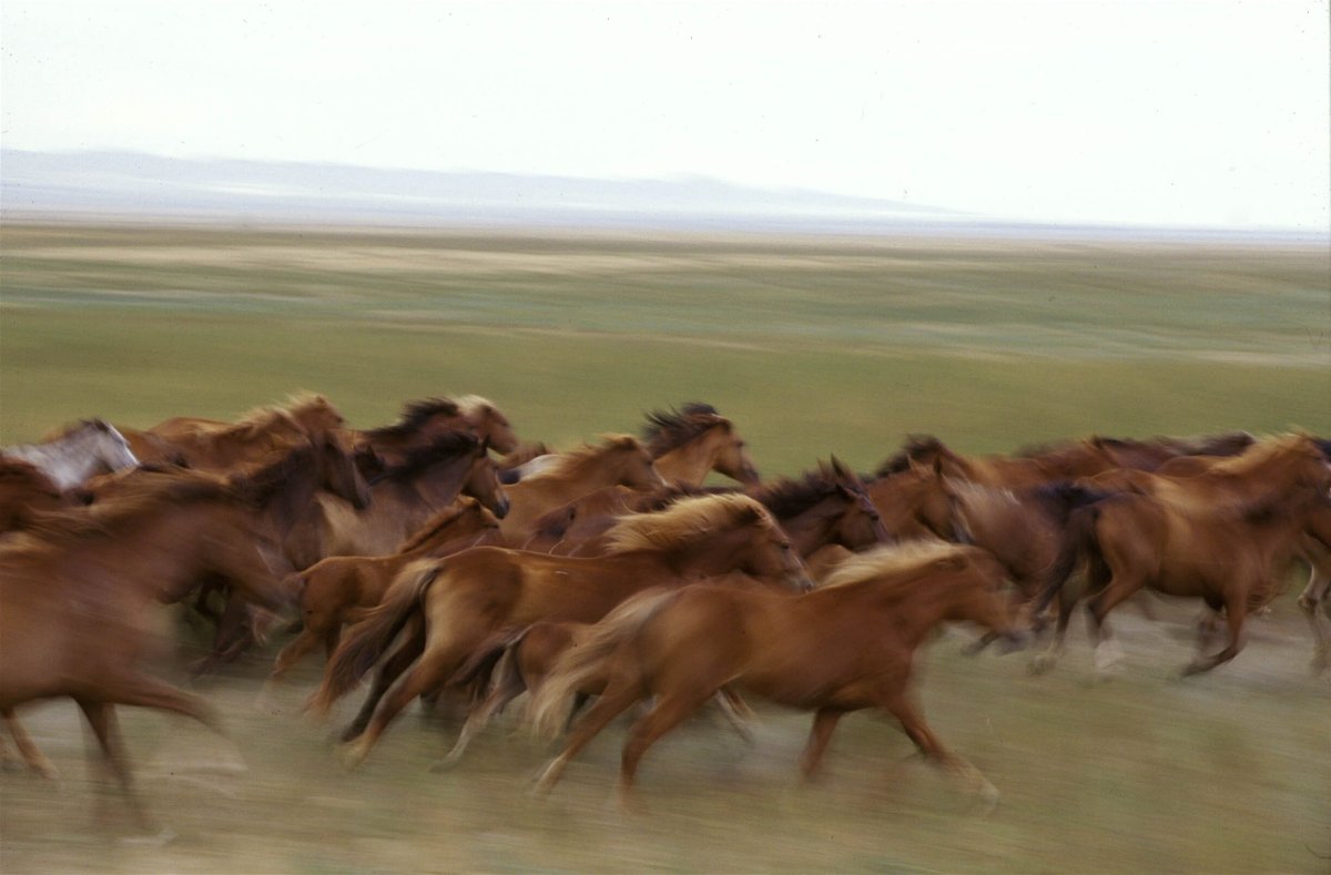 Лошади в степи казахстана