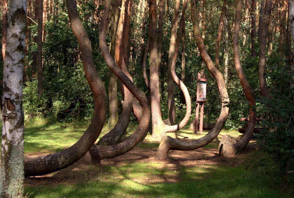 Деревья необычной формы
