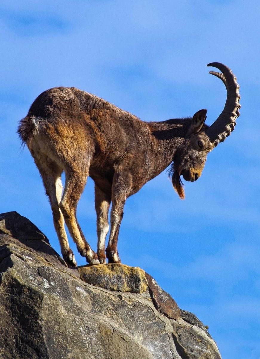 Альпийский горный козел ибекс
