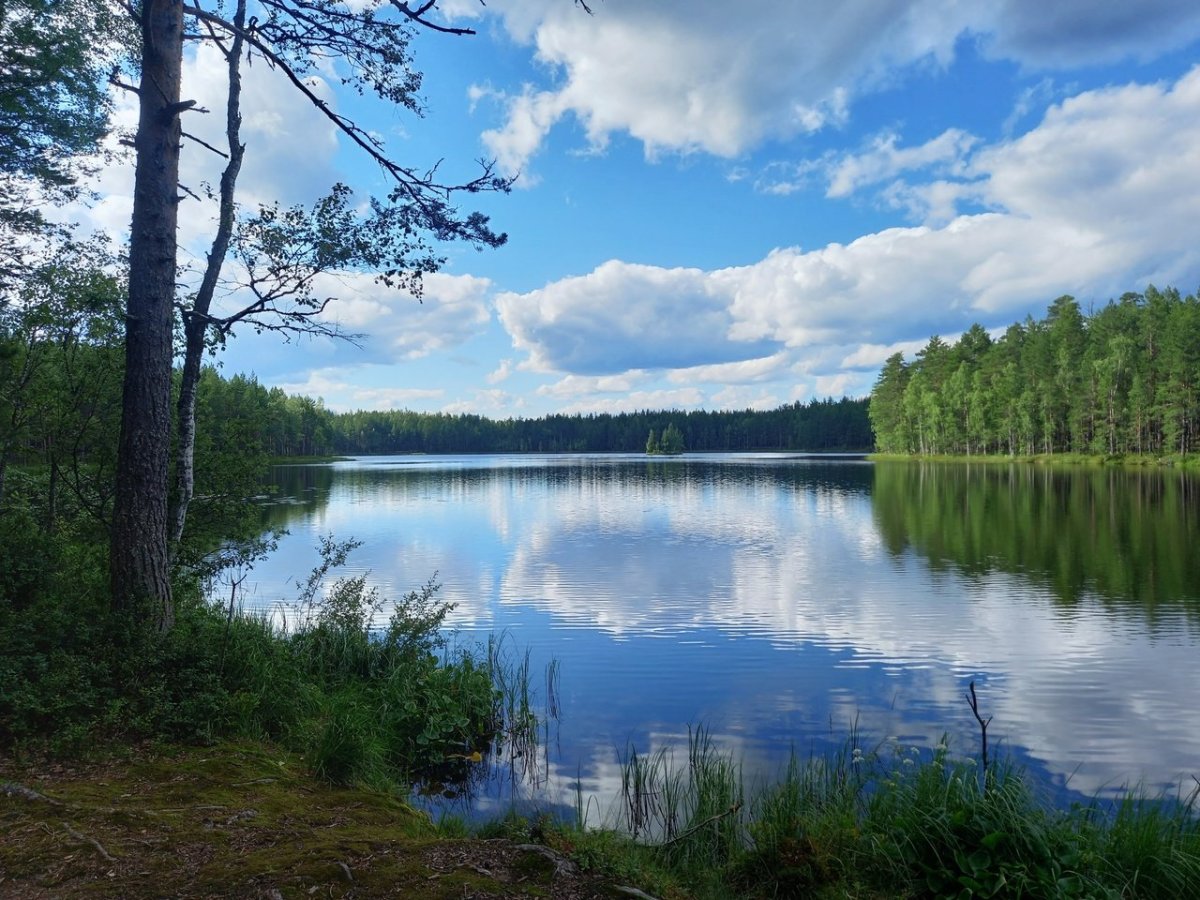 Озеро светлое ленинградская область приозерский