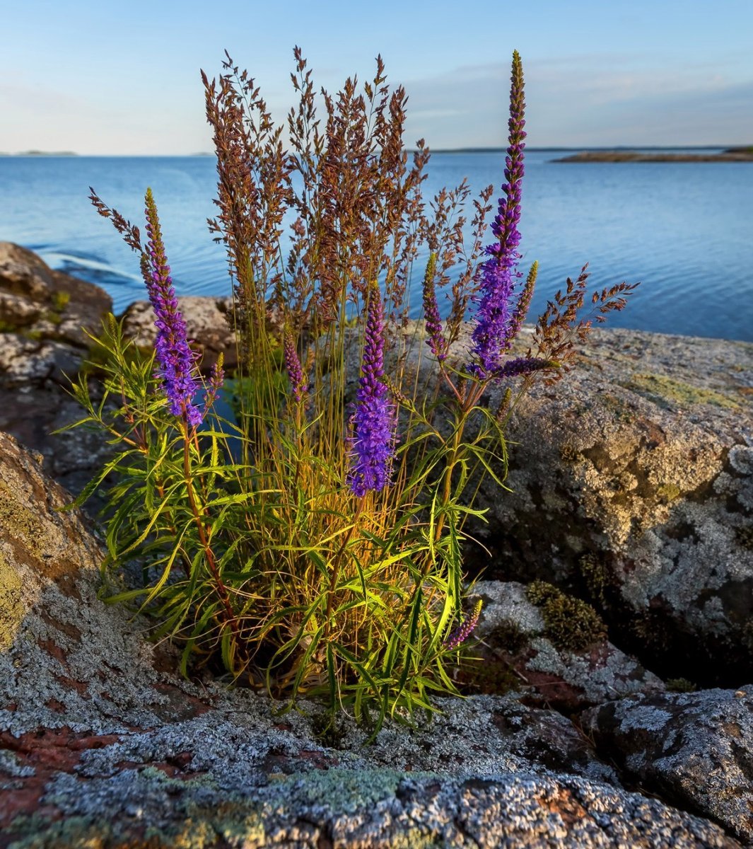 Растительный мир ладожского озера