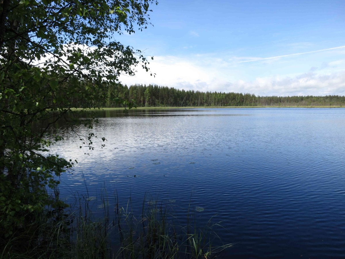 Озеро вишневское выборгский район