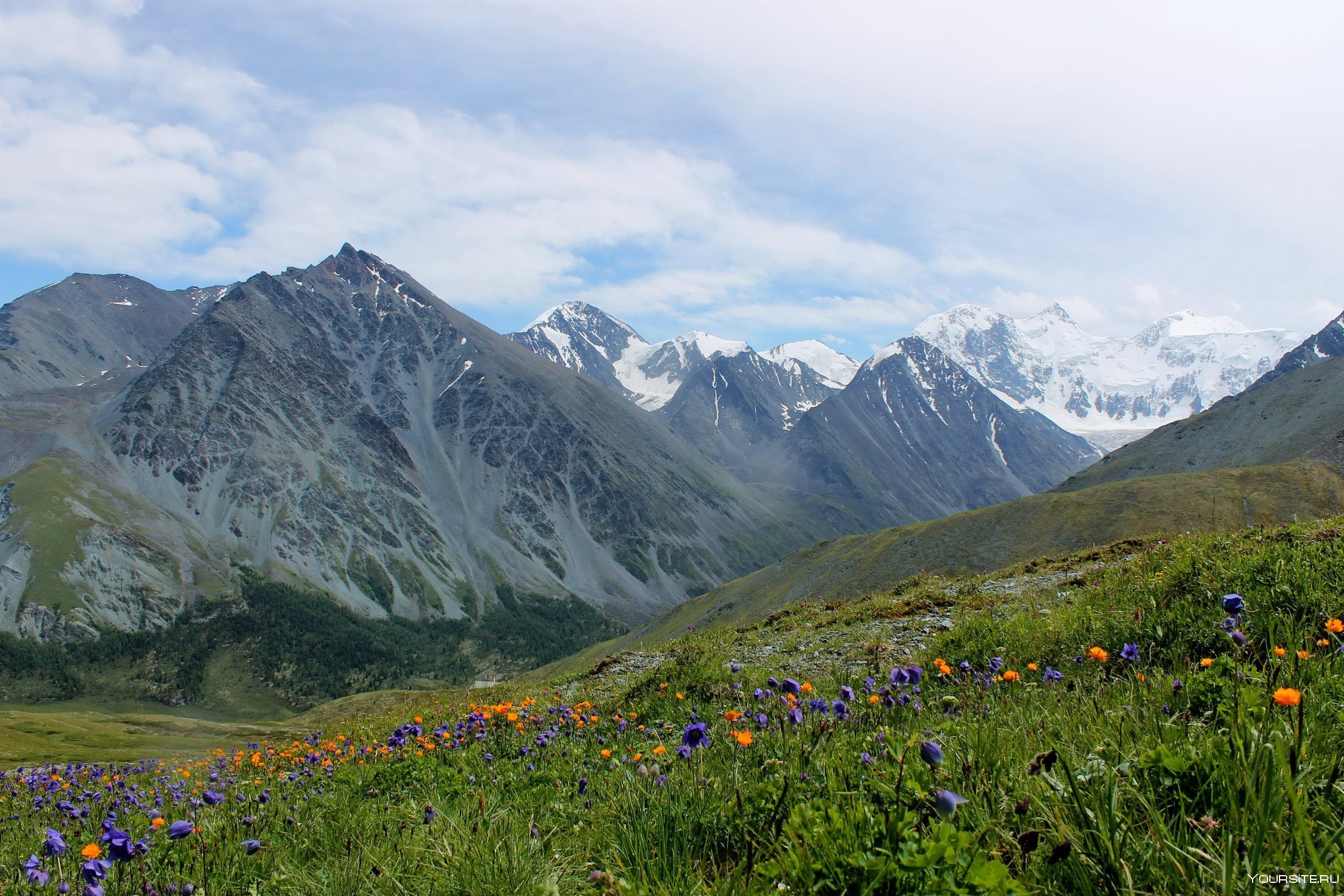 Местоположение горных систем кавказа и алтая. Луга Алтая горный Алтай. Горы Алтая Альпийские Луга. Альпийские Луга в горах Белухи. Катунский заповедник Альпийские Луга.