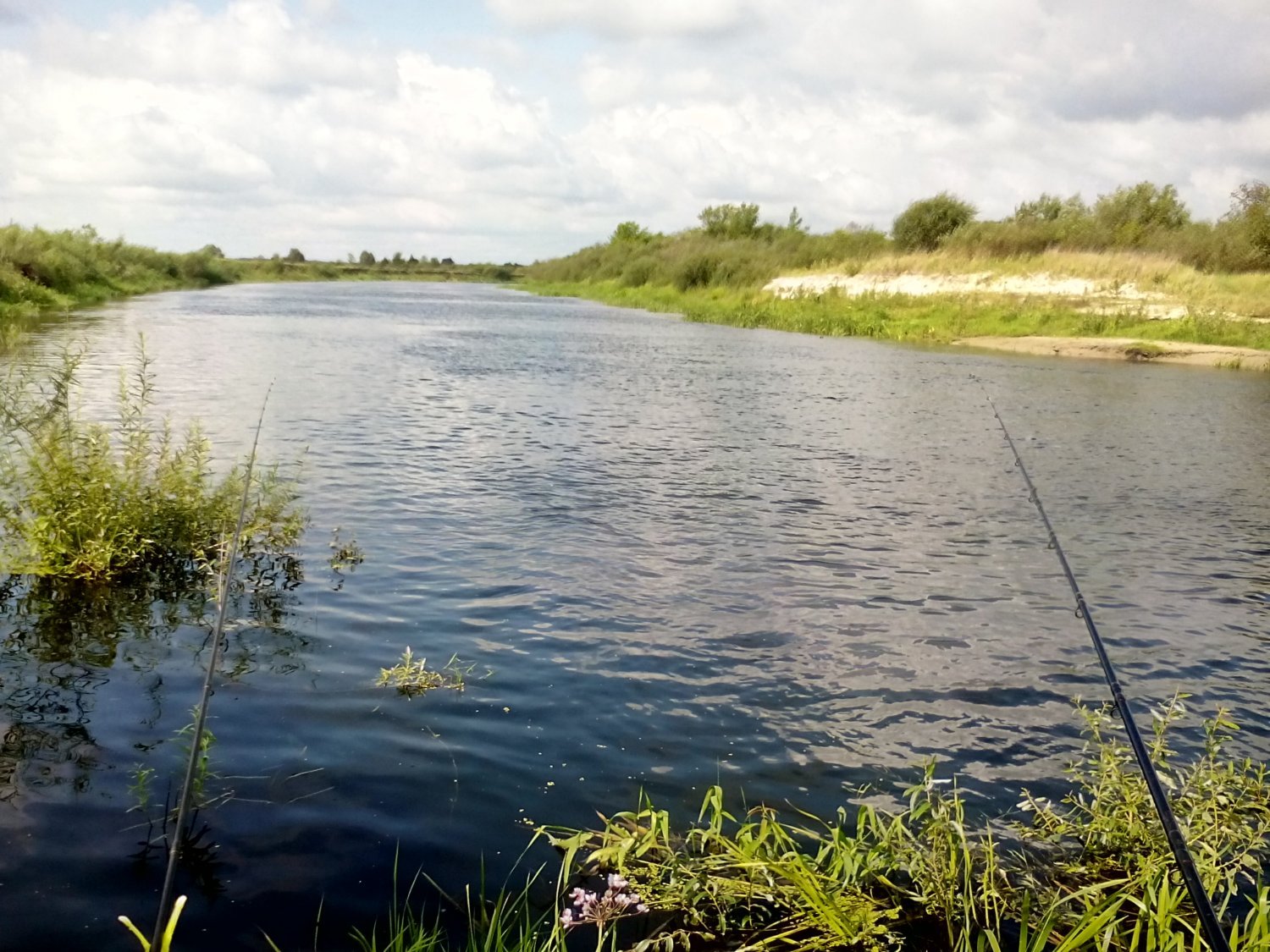 Уровень воды в реке ипуть в добруше. Река Ипуть. Рыбалка на Ипути. Ипуть Ершичский район. Река Ипуть рыбалка.