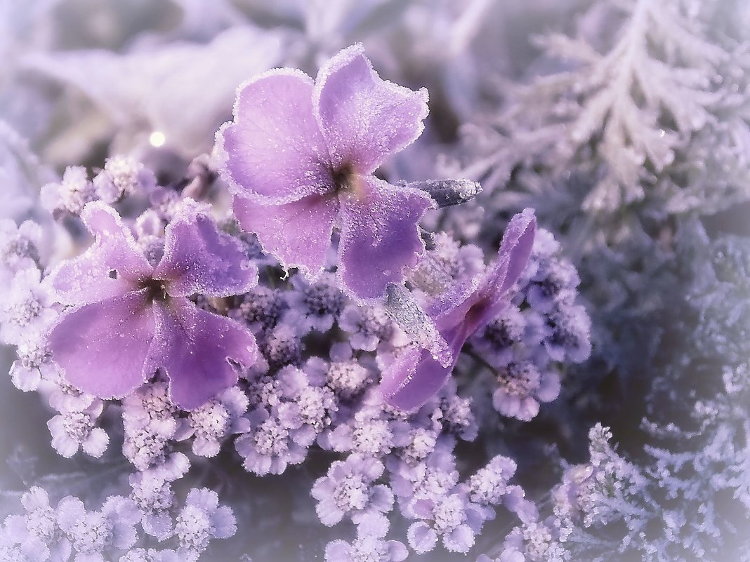 Морозные цветы