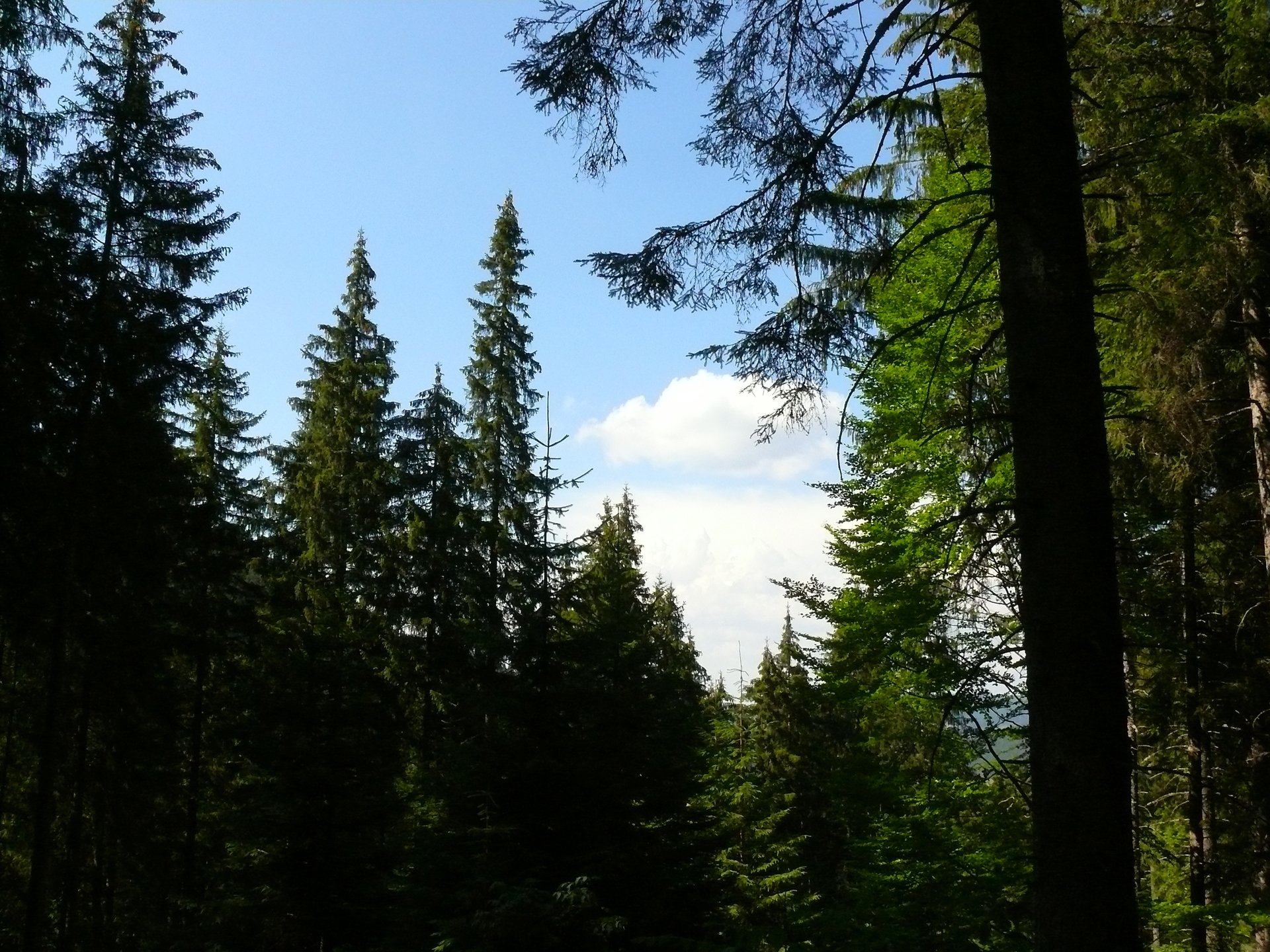 Хвойный лес состоит из. Хвойный Бор еловый Эстетика. Еловый лес горы Ленинградская область. Еловый лес в Рязанской области. Еловый лес Солнечногорск.