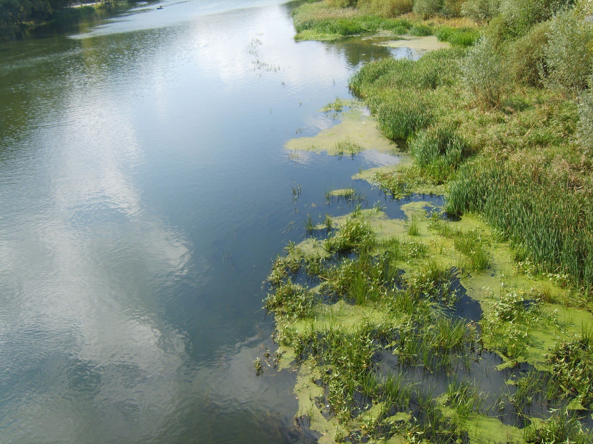 Ил в озерах. Река Никажель Чеховский район. Река Никажель. Озеро утиное гнездо Новосибирск.