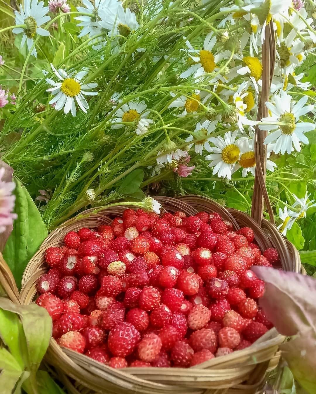 Вкусное лето. Лето ягоды. Лето клубника. Лето ягоды цветы. Июльские ягоды.