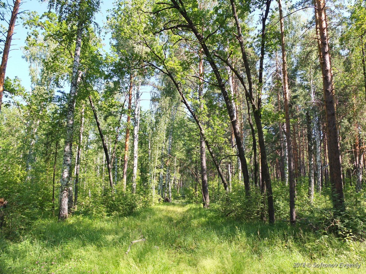 Реликтовые леса ульяновской области