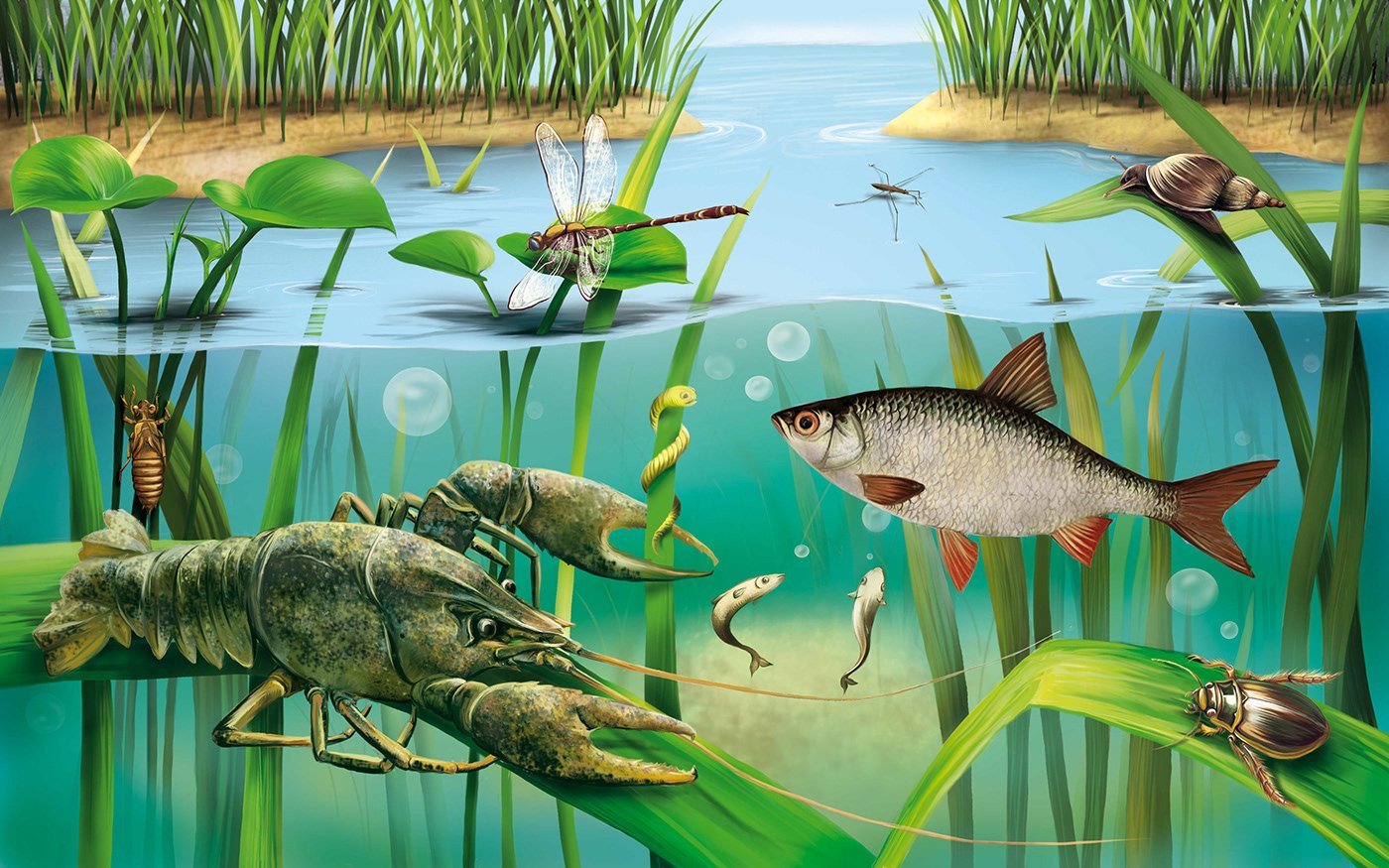 Организмы живущие в озере. Обитатели водоемов. Обитатели рек. Обитатели рек для дошкольников. Рыбы обитатели водоемов.