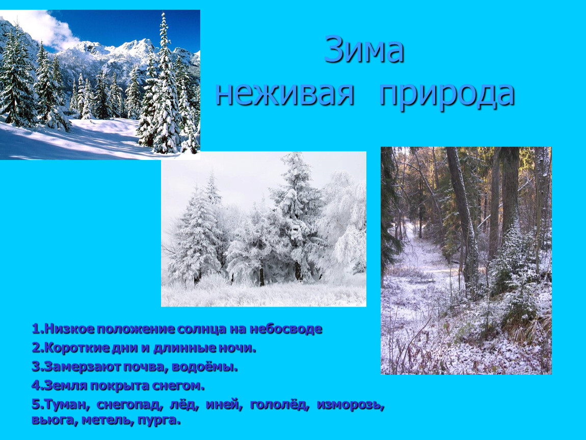 Зима живая неживая природа