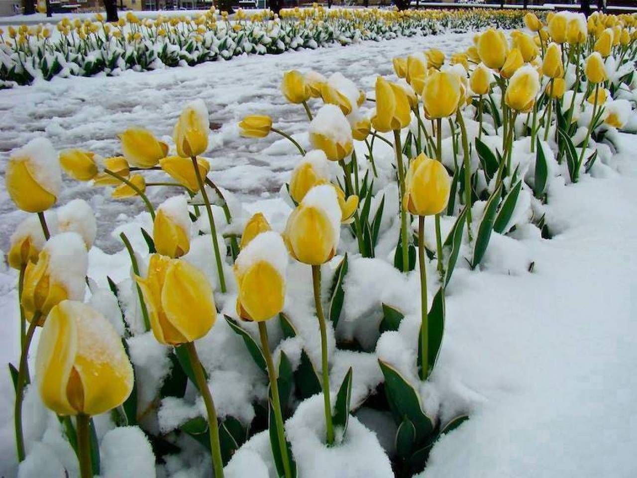 Боятся ли тюльпаны мороза. Тюльпаны в снегу. Желтые тюльпаны. Тюльпаны зимой. Белые тюльпаны на снегу.