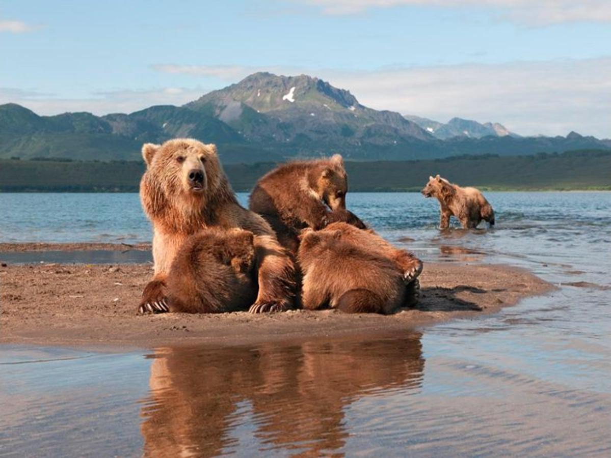 Где живет камчатский медведь. Бурый медведь Камчатки. Камчатский бурый медведь. Камчватскийбурый медведь. Байкало-Ленский заповедник медведь.