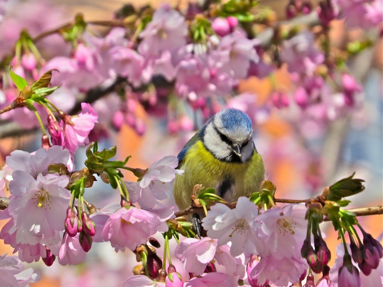 В душе пели птицы. Птицы весной. Весенние птички. Птицы в яблоневом саду.