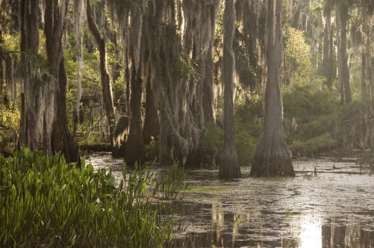 Болотная жизнь. Болота Манчак, штат Луизиана, США. Озеро Манчак. Болото Манчак. Луизиана болото Манчак.