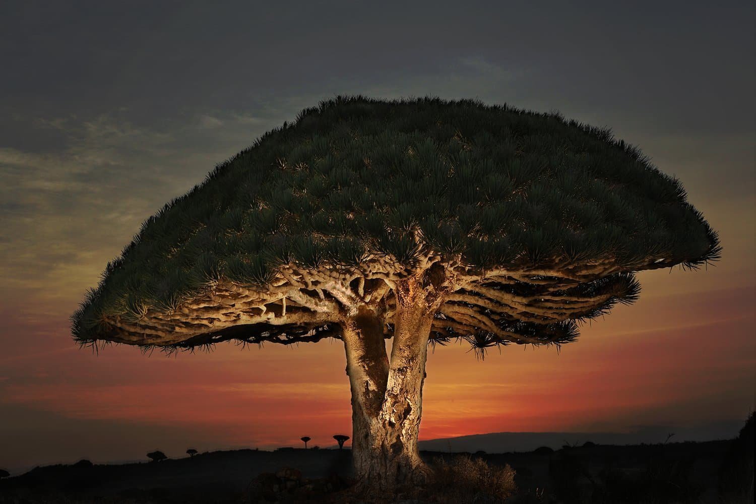Покажи красивое дерево. Драконовое дерево Сокотра. Драконовые деревья на острове Сокотра. Нубийское Драконово дерево. Драцена Сокотра.