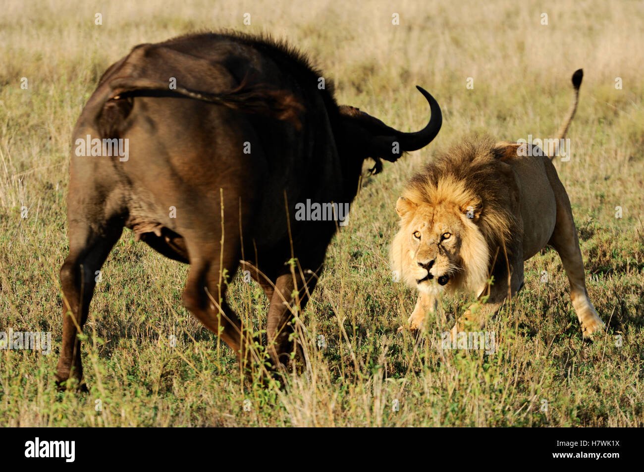 Битва животных в природе видео. Охота Львов в дикой природе на буйволов. Лев охотится.