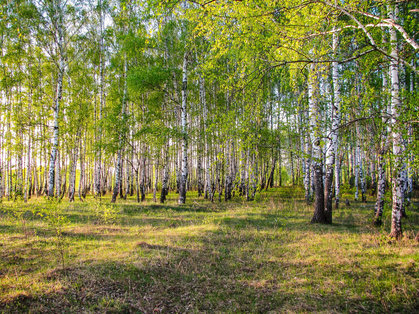 Ранней весной в березовой роще можно найти. Белорусская Березовая роща. Березовый лес Некрасовка. Березовая роща Омск. Березовая роща Беловеж.