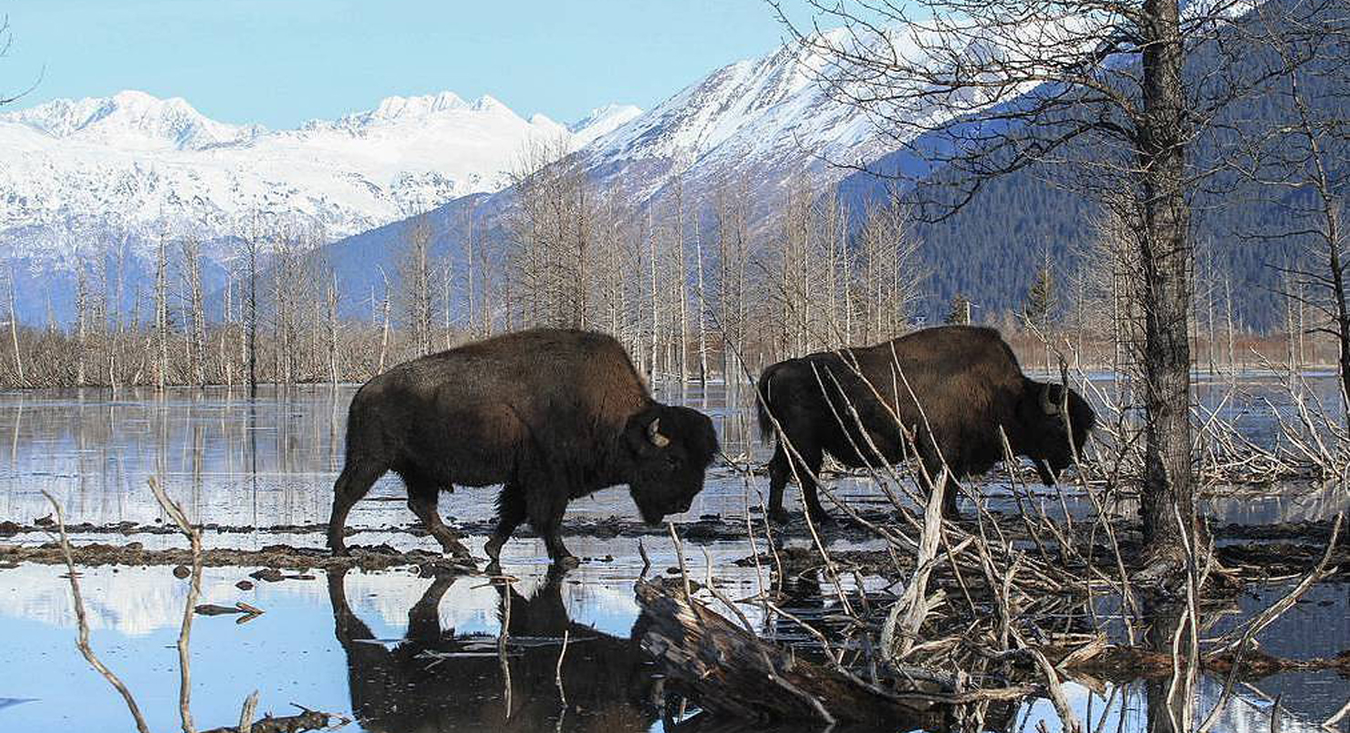 Обитатели аляски. Лесной Бизон в Якутии. Лесной Бизон (в Канаде) (Bison Bison athabascae). Животные Аляски. Животный мир Якутии Бизон.