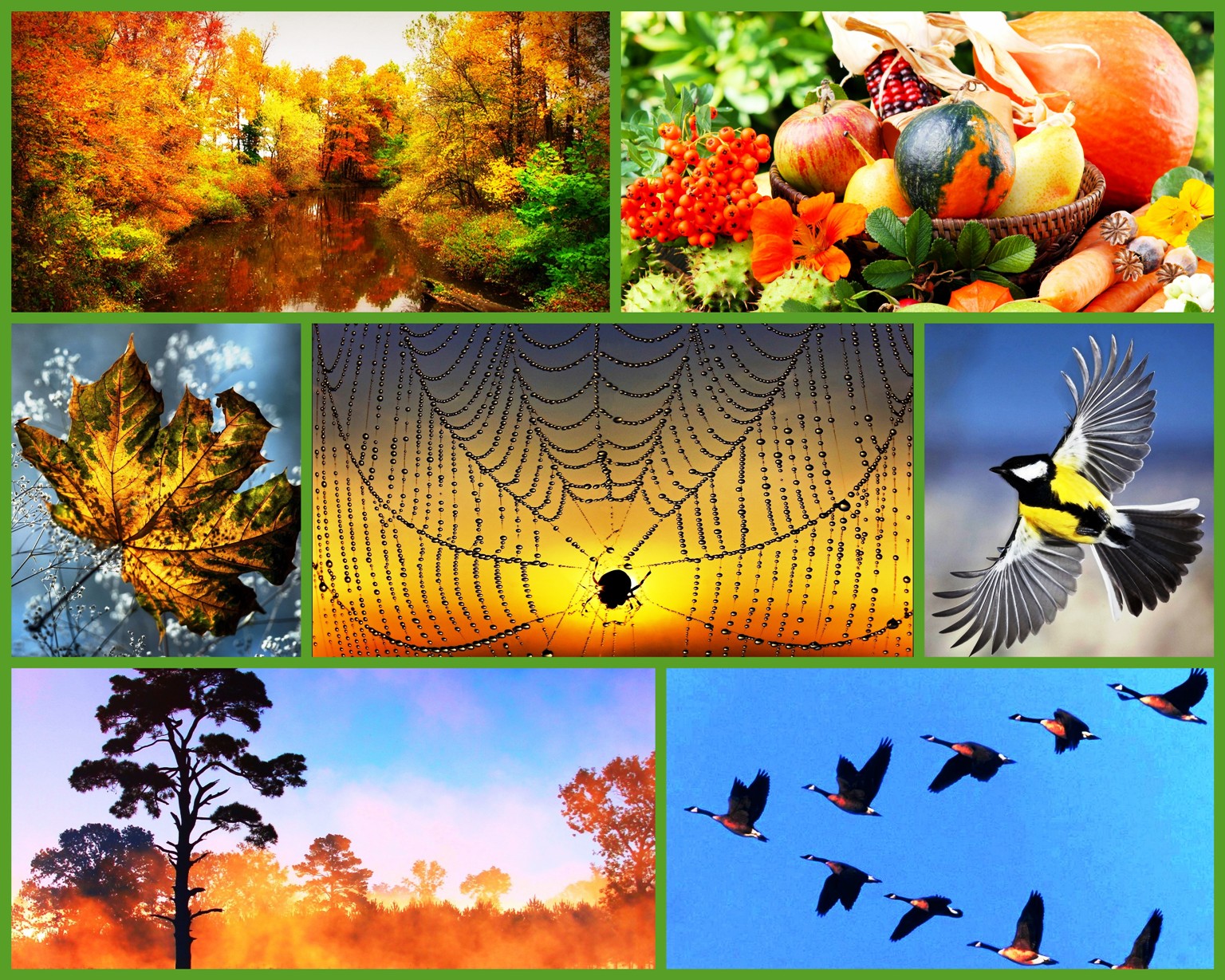 Осеннего неживой природы. Осенние явления природы. Приметы осени. Осенние сезонные явления в природе. Природные явления осенью.