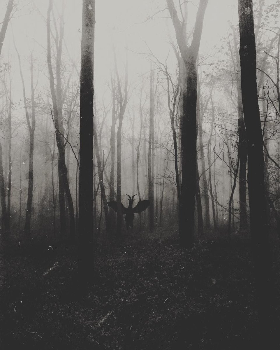Лес темный мрачный