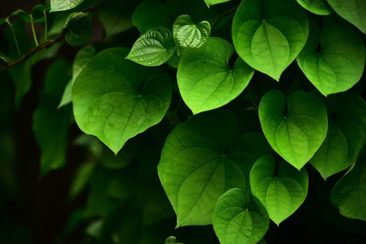 Green leaves. Красивые листья растений. Зеленый лист. Красивые зеленые листья. Красивые листочки.