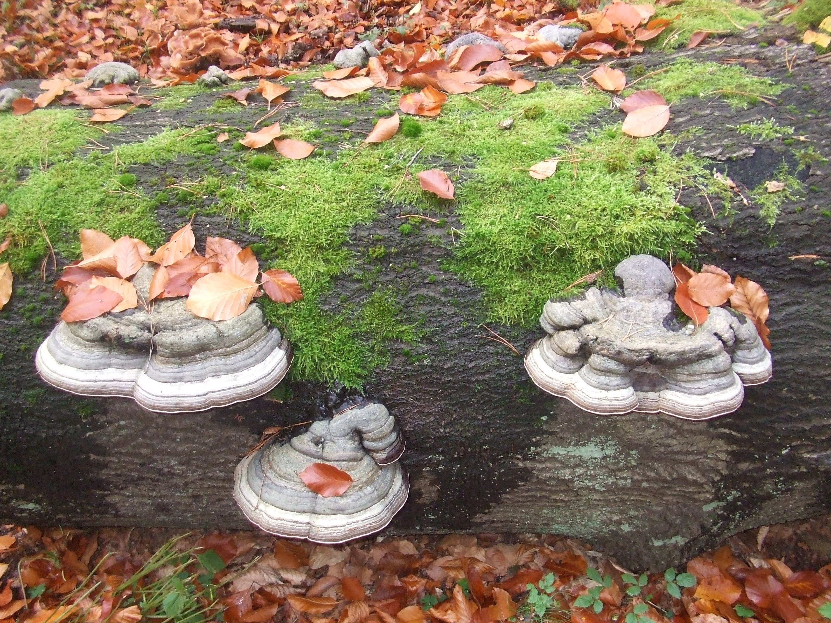 Грибы для людей и природы. Поделки из древесных грибов. Поделка из древесного гриба в сад. Поделки из березовых грибов. Поделки из гриба трутовика.