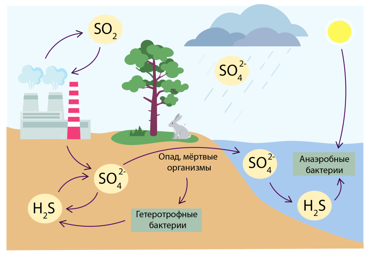 Схема круговорота серы в природе впр. Цикл серы в круговороте веществ. Круговорот азота кислорода углерода. Биогеохимический круговорот кислорода. Круговорот углерода в биосфере.