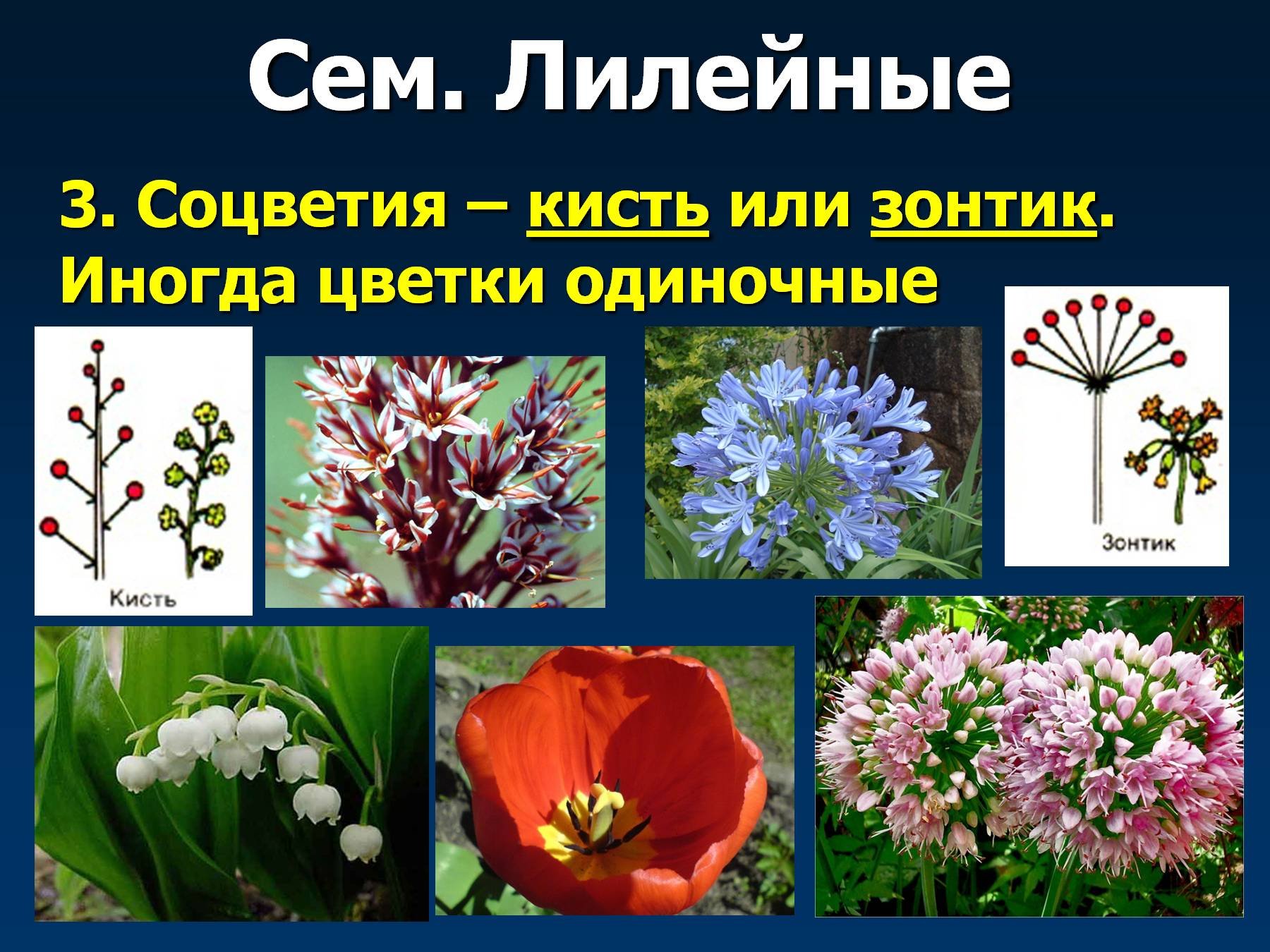 Характерные цветы для покрытосеменных. Соцветие лилейных растений. Соцветие цветка лилейных. Семейство Лилейные соцветие. Соцветия растений семейства Лилейные.