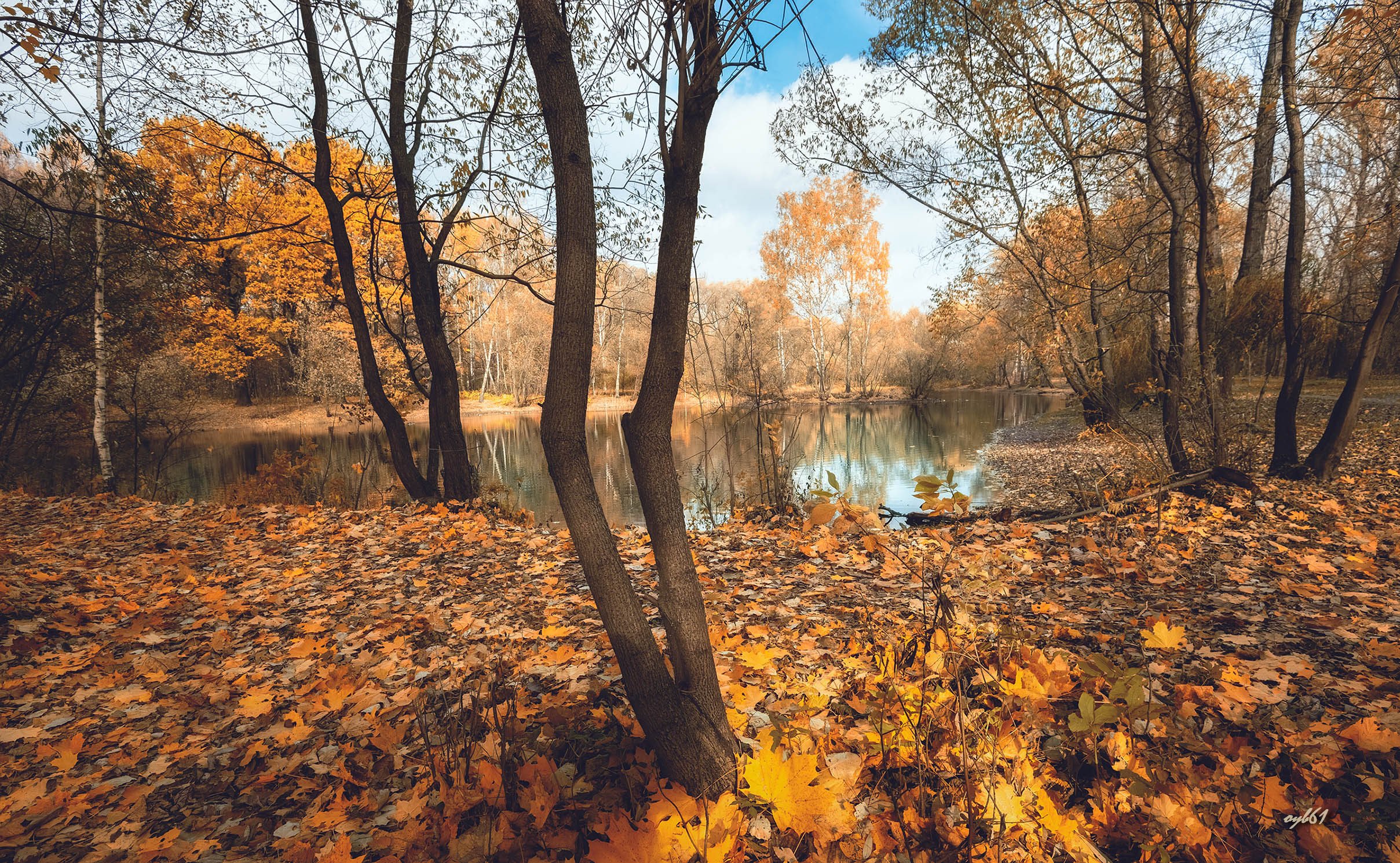 Октябрьская картинка красивая. Осенний Октябрьский лес. Октябрь природа. Выкса осень. Выкса осенью.