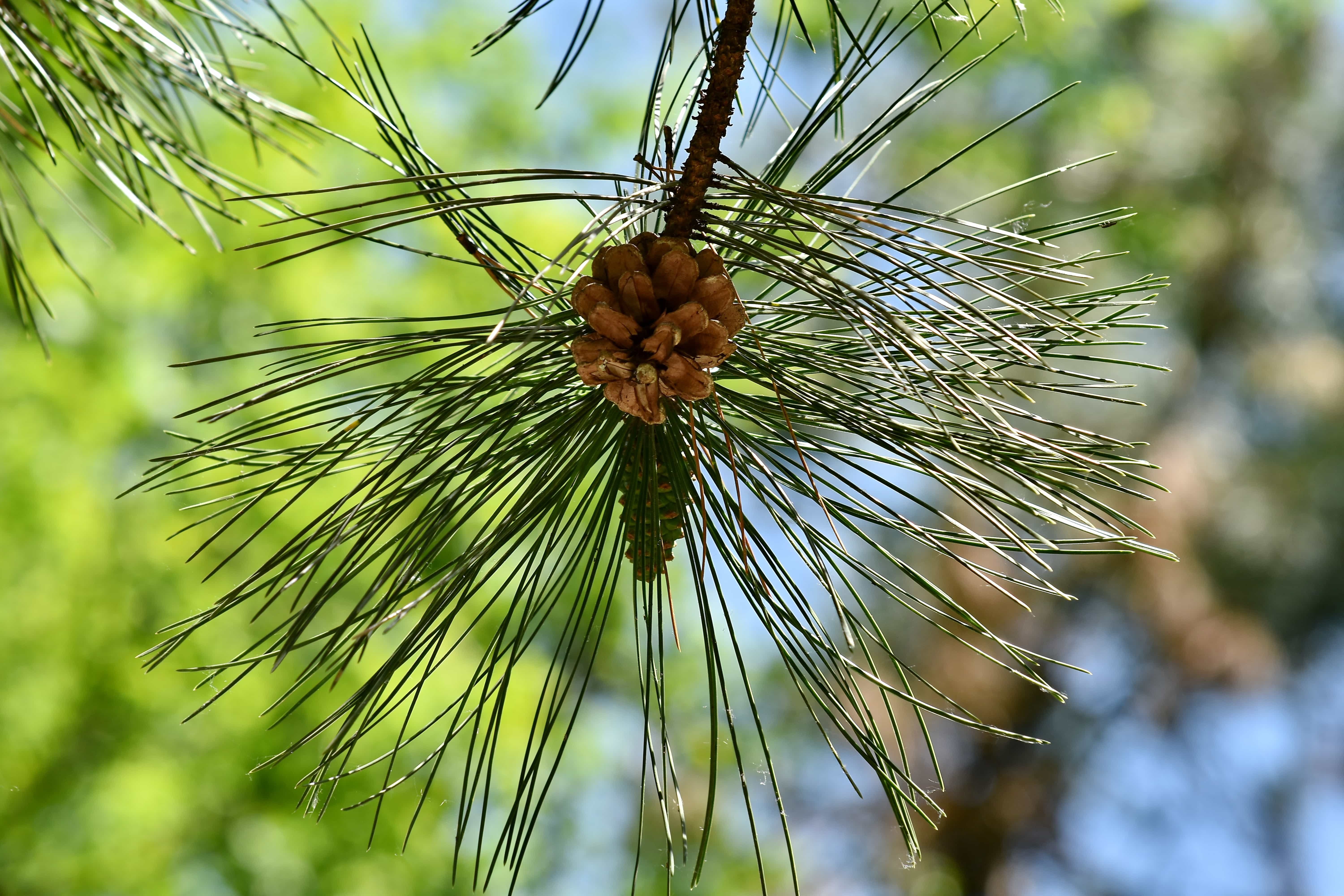 Кедр хвойная порода. Сосна Кедровая Pinus Cembra. Сосна Эльдарская хвоя. Хвоинки сосны обыкновенной. Pinus Cembra шишка.
