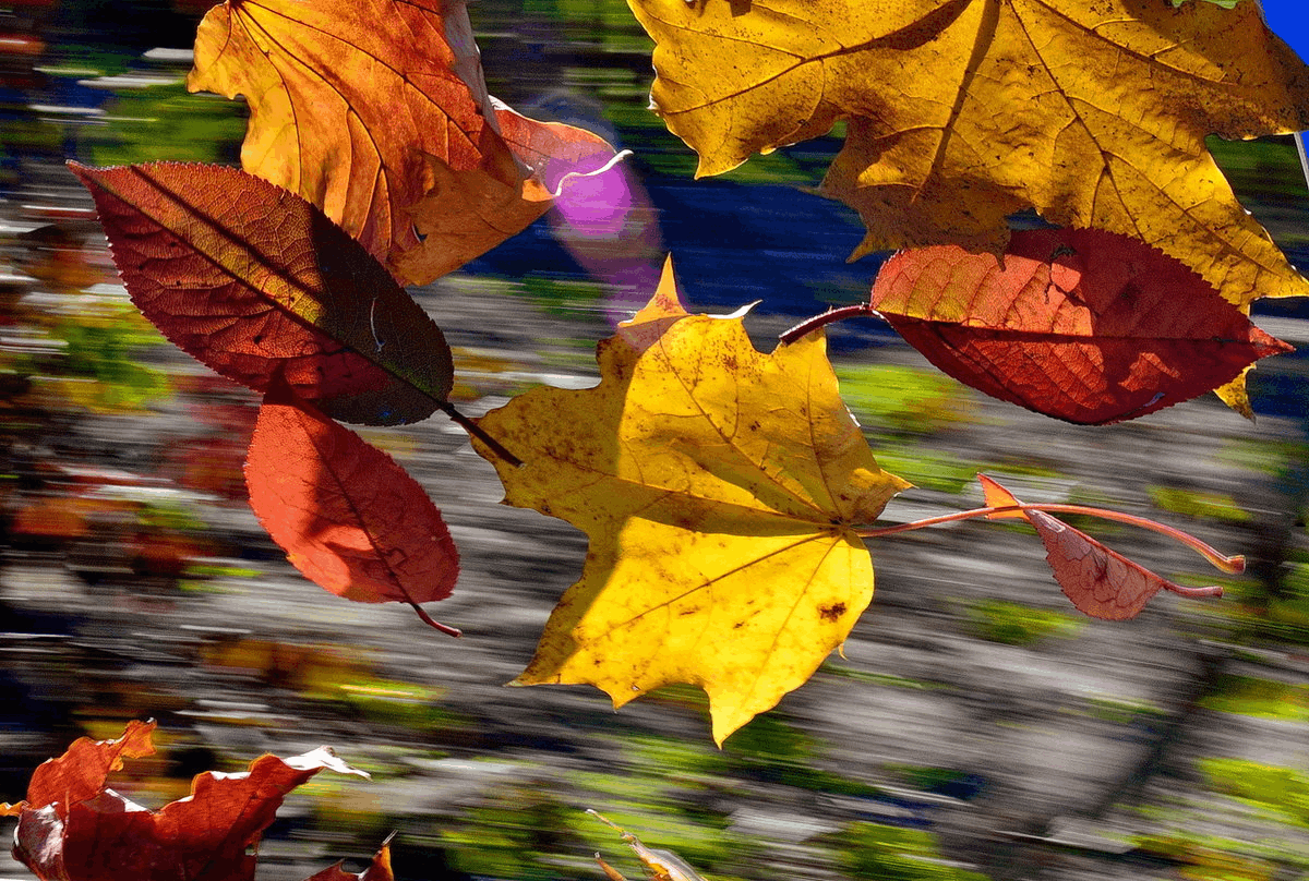 Осенний замечать. Осень листопад. Листья кружатся. Осенняя листва. Осенние листья на ветру.