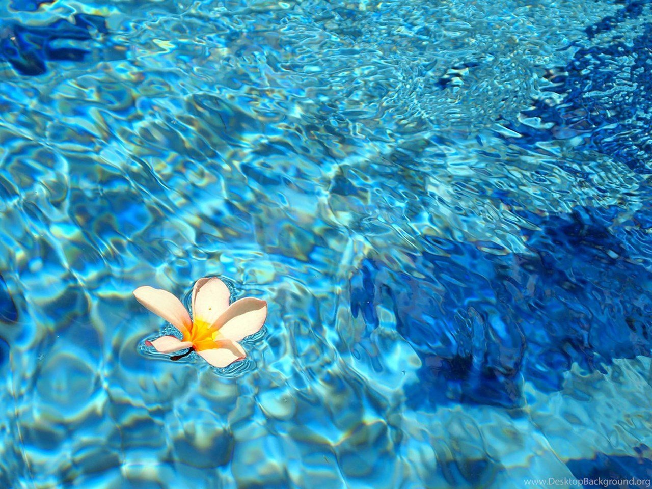 Вода цветы красиво. Цветы голубая Лагуна Бали. Прозрачное море. Прозрачная вода. Цветы на воде.