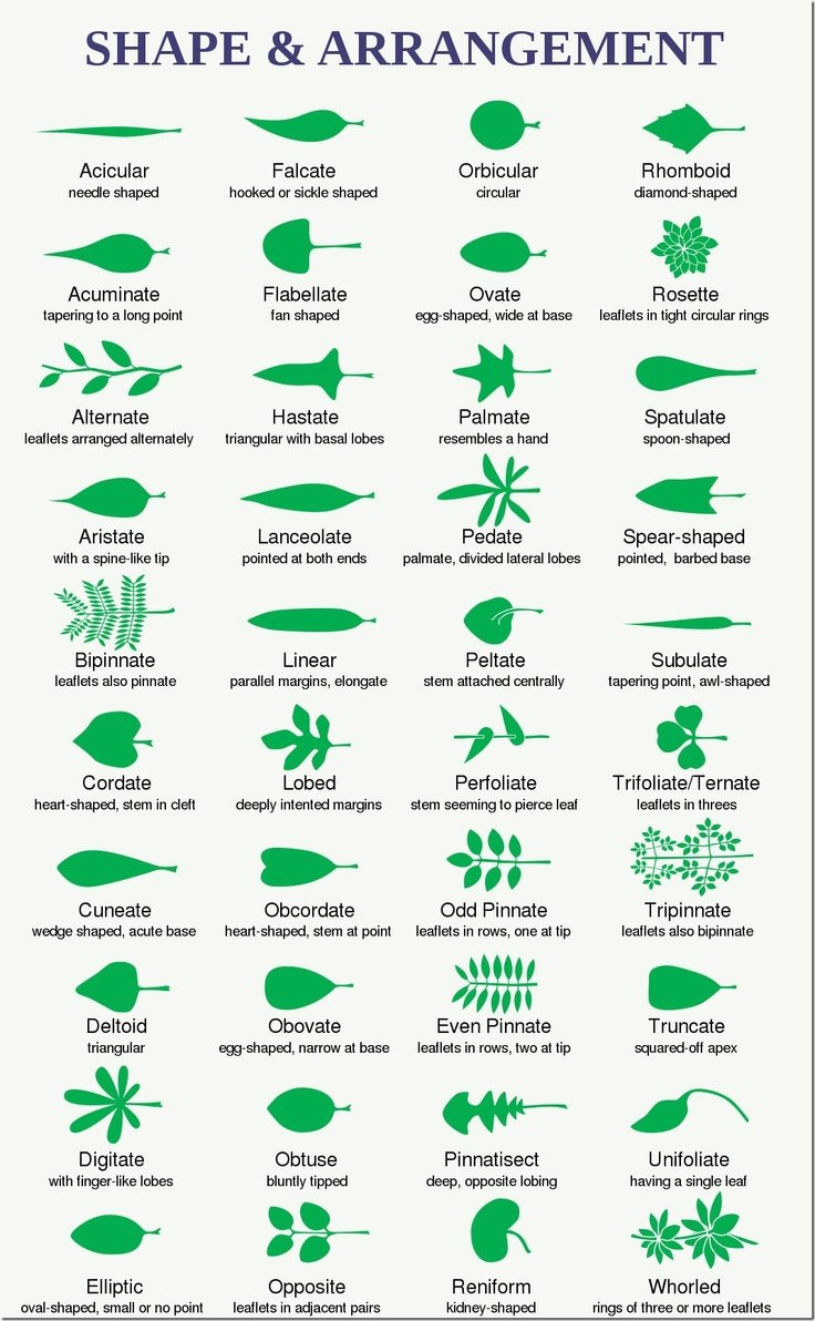 Формы листовой пластинки простого листа