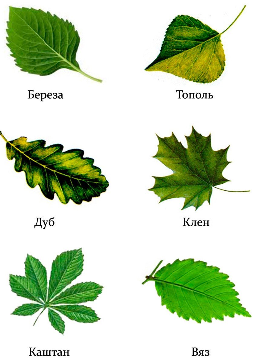 Листья деревьев