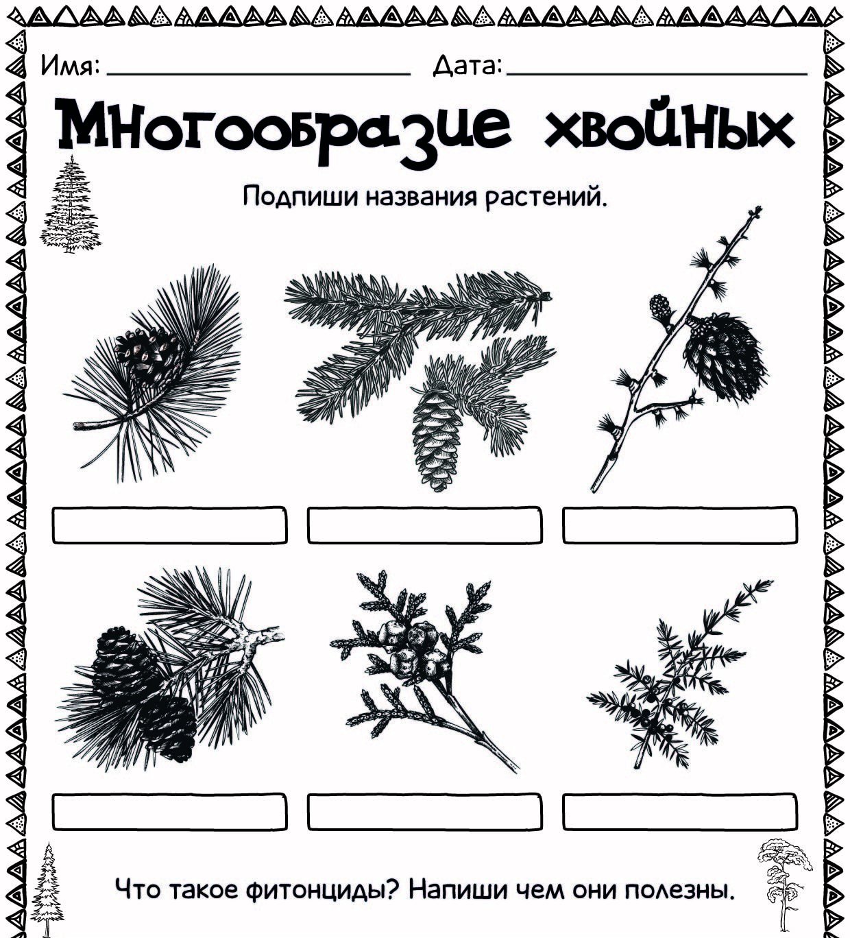 Приведите примеры хвойных растений