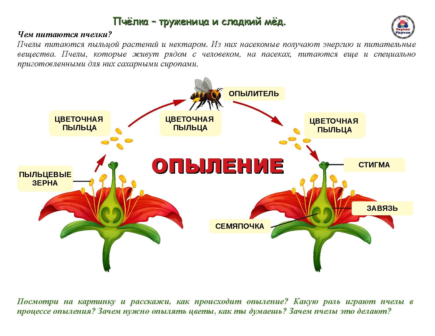 Околоцветник гвоздики